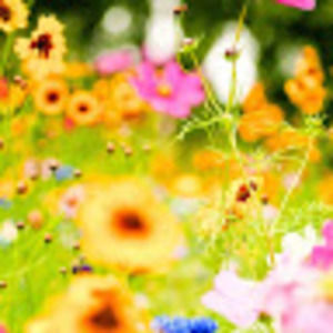 Meet your Posher, Lizabeth